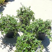 Plants Express Yankee Point California Lilac Review