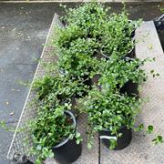 Plants Express Yankee Point California Lilac Review