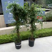 Plants Express Pink Jasmine Review