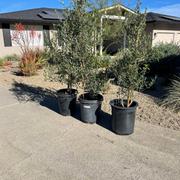 Plants Express Wilson Olive Tree Review