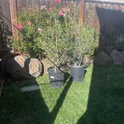 Plants Express Wilson Olive Tree Review