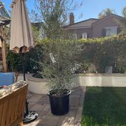 Plants Express Wilson Olive Tree Review