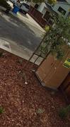 Plants Express Wilson Olive Tree Review