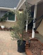 Plants Express Wilson Olive Tree Review