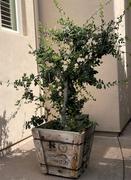 Plants Express Coast Live Oak Review
