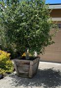 Plants Express Coast Live Oak Review