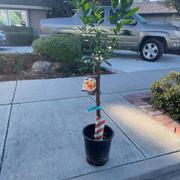 Plants Express Owari Satsuma Mandarin Tree Review