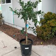 Plants Express Owari Satsuma Mandarin Tree Review