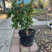 Plants Express Owari Satsuma Mandarin Tree Review