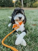 & Mutts Co. caramel pop flannel dog bandana Review