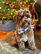 & Mutts Co. noel's plaid dog bandana Review