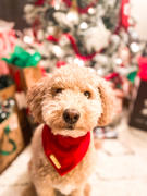 & Mutts Co. winterberry red velvet dog bandana Review