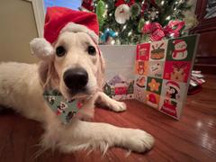 & Mutts Co. happy pawlidays dog bandana Review