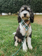 & Mutts Co. RESTOCKED caramel apple flannel dog bandana Review