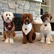 & Mutts Co. the millie dog bandana Review