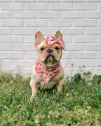 & Mutts Co. sakura blooms dog bandana Review