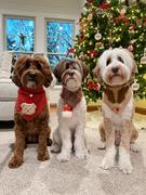 & Mutts Co. green and red knitted dog scarf Review