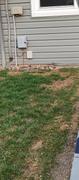 Lawn Synergy North Star Grass Seed | Premium Kentucky Bluegrass & Tall Fescue Blend Review