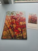 StumpCraft Soft Maple in Autumn by Tom Thomson Review