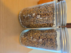 SporesMD Golden Teacher Mushroom Liquid Culture (10ml) Review