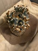 SporesMD Hill Billy Mushroom Liquid Culture (10ml) Review