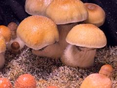 SporesMD Hill Billy Mushroom Liquid Culture (10ml) Review