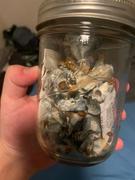 SporesMD Hill Billy Mushroom Liquid Culture (10ml) Review