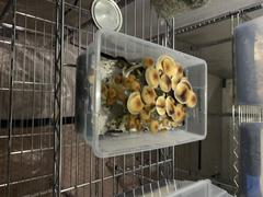 SporesMD sporesMD Bundles Review