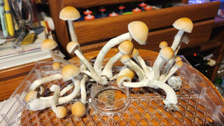 SporesMD sporesMD Bundles Review