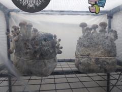 SporesMD sporesMD Bundles Review