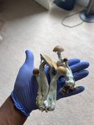 SporesMD Jedi Mind Mushroom Spores (10ml) Review