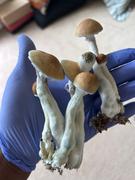 SporesMD Jedi Mind Mushroom Spores (10ml) Review
