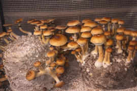 SporesMD Pink Buffalo Mushroom Liquid Culture (10ml) Review