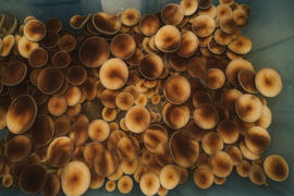 SporesMD Pink Buffalo Mushroom Liquid Culture (10ml) Review