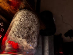 SporesMD Jedi Mind Mushroom Liquid Culture (10ml) Review