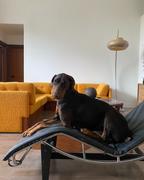 Sohnne Support LC4 Chaise Lounge Review