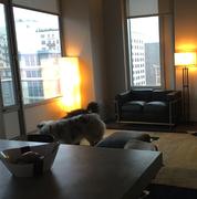 Sohnne Support Corbusier LC2 Petit Modele Loveseat Review