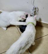 Thanea NEPTUN - Einzigartiger Trinkbrunnen der jede Katze zum trinken bringt Review