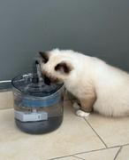 Thanea NEPTUN - Einzigartiger Trinkbrunnen der jede Katze zum trinken bringt Review