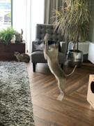 Thanea JUMPER - Innovatives Katzenspielzeug gegen Langeweile Review