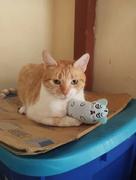 Thanea MINZPET - Flauschiges Katzenspielzeug mit wohltuender Katzenminze Review