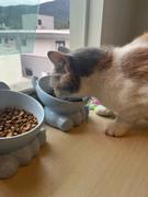 Thanea KITTY - Ergonomischer Katzennapf gegen Übelkeit und Erbrechen Review