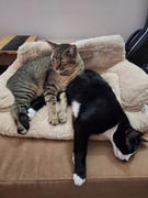 Thanea CATICO - Flauschige Katzencouch für einfache jede Katze Review