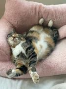 Thanea CATICO - Flauschige Katzencouch für einfache jede Katze Review