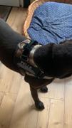 OWELO BELLARO - Anti-Zug Hundegeschirr für mehr Sicherheit & Komfort Review