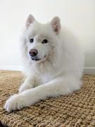 Rug Love Chunky Natural Fiber Barker Rug Review