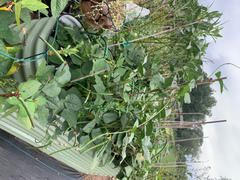 Soil3 Soil³ Veggie Mix in a BigYellowBag (Pickup) Review