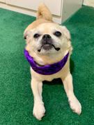 Constantly Varied Gear Headband - Wild Thing | Purple Review