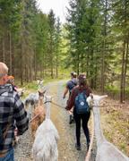 Upplevelse.com Alpacka promenad Review