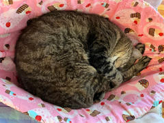The Cat Ball Cat Canoe - Pink Cupcake Bed Review